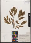 Foto von Salix wallichiana Andersson